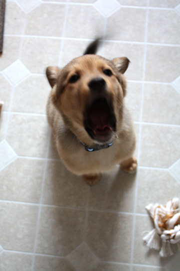 arf!