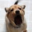 arf!
