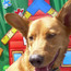 A Dog's Life - Back to School Party