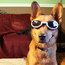doggles!