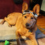 doggles!