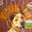 Thanksgiving party @ A Dog's Life