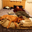 cat nap