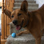 oh happy dog