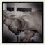 sleeping beauty