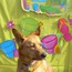 A Dog's Life 