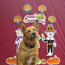 A Dog's Life - 2011 Thanksgiving Party