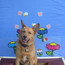 A Dog's Life: Spring Fling Party